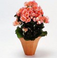 Potted Begonia FP07