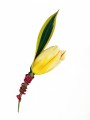 Tulip Boutonniere GB6