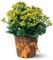  Yellow Kalanchoe Plant