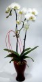 Lovely Orchid  Plant FP05