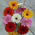 One dozen assorted gerbera daisies CF04