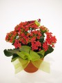 Kalanchoe Plant PF13